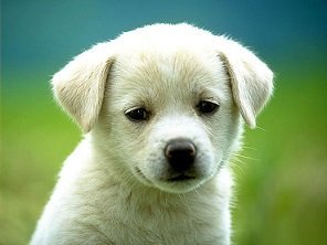 perrito