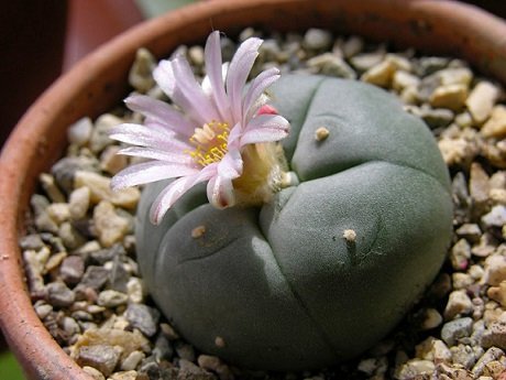 El peyote, la energía sagrada utilizada en rituales